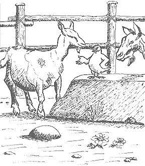 commérage